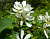 Ирга ольхолистная 'Красноярская' (Amelanchier alnifolia 'Красноярская')