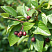 Кизильник блестящий (Cotoneaster lucidus)