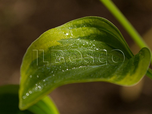 hosta-golden-tiara-hosta-golden-tiara-list.jpg