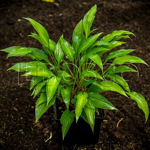 Хоста ланцетолистная (Hosta lancifolia)