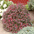 Барбарис Тунберга 'Атропурпуреа Нана' (Berberis thunbergii 'Atropurpurea Nana')