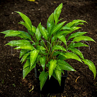 Хоста ланцетолистная (Hosta lancifolia)