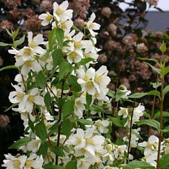 Чубушник 'Эректус' (Philadelphus 'Erectus')