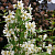 Чубушник 'Эректус' (Philadelphus 'Erectus')