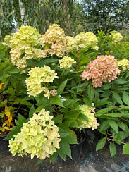 Гортензия метельчатая 'Би Грин' (Hydrangea paniculata 'Bee Green')
