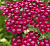 Тысячелистник обыкновенный 'Фловербуст Ред Шадес' (Achillea millefolium 'Flowerbust Red Shades')