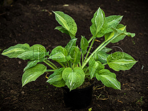 hosta-striptiz-hosta-striptease-rastenie-v-gorshkah.jpg
