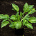 hosta-striptiz-hosta-striptease-rastenie-v-gorshkah.jpg