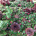 Рулонный многолетник Молодило (Sempervivum) 5