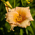 Лилейник 'Мини Перл' (Hemerocallis 'Mini Pearl')