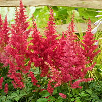 Астильба Арендса 'Фанал' (Astilbe arendsii 'Fanal')