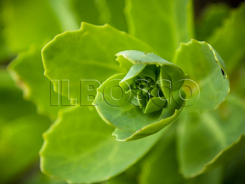 ochitok-karl-sedum-carl-list.jpg