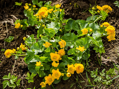 kaluzhnica-bolotnaya-mahrovaya-caltha-palustris-f-pleno-rastenie.jpg