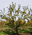 Яблоня декоративная 'Баттербол' (Malus 'Butterball')