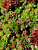 Рулонный многолетник Молодило (Sempervivum)