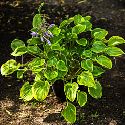 Хоста 'Голден Тиара' (Hosta 'Golden Tiara')