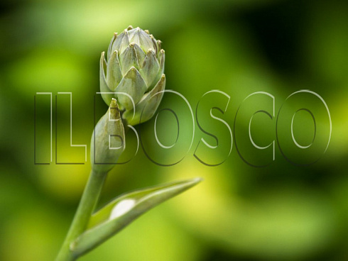 hosta-big-dehddi-hosta-big-daddy-buton.jpg
