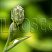hosta-big-dehddi-hosta-big-daddy-buton.jpg