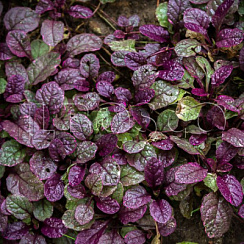 Живучка ползучая (Ajuga reptans)
