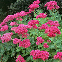 Очиток 'Бриллиант' (Sedum 'Brillant)