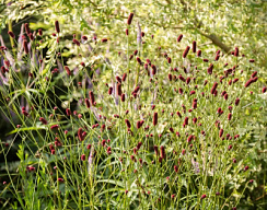 Кровохлебка лекарственная 'Танна' (Sanguisorba 'Tanna')