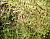 Кровохлебка лекарственная 'Танна' (Sanguisorba 'Tanna')