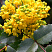 magoniya-padubolistnaya-mahonia-aquifolium-cvetenie-v-aprele-mae