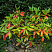 rododendron-rozeum-ehlegans-rhododendron-roseum-elegans-osennij-kust.jpg