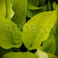 Хоста 'Глед Тидингс' (Hosta 'Glad Tidings')