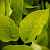 Хоста 'Глед Тидингс' (Hosta 'Glad Tidings')