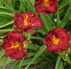 Лилейник 'Лиль Ред Вагон' (Hemerocallis 'LilRed Wagon')