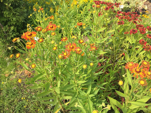 gelenium-osennij-otehm-faer-helenium-autumnale-autumn-fire-sazhency.jpg