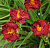 Лилейник 'Лиль Ред Вагон' (Hemerocallis 'LilRed Wagon')