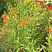 gelenium-osennij-otehm-faer-helenium-autumnale-autumn-fire-sazhency.jpg