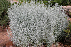 Полынь Людовика (Artemisia caucasica)