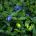 barvinok-malyj-vinca-minor-listya.jpg