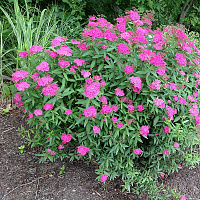 Спирея японская 'Антони Ватерер' (Spiraea japonica 'Anthony Waterer')
