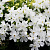 Флокс шиловидный (Phlox subulata)
