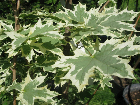 klen-ostrolistnyj-drummonda-acer-platanoides-drummondii-list