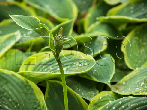 hosta-zibolda-frensis-vilyams-hosta-sieboldiana-frances-williams-socvetie.jpg