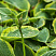 hosta-zibolda-frensis-vilyams-hosta-sieboldiana-frances-williams-socvetie.jpg