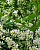 Черемуха обыкновенная (Prunus padus)