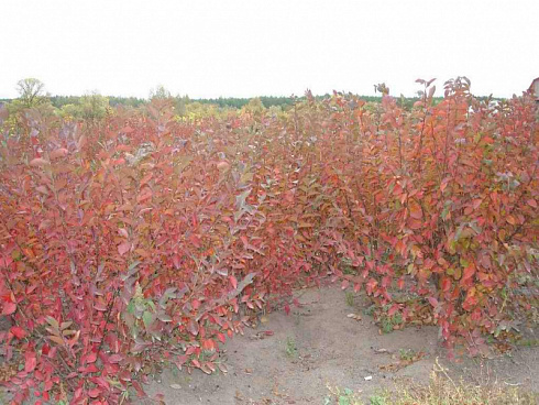 kizilnik-blestyashchij-cotoneaster-lucidis-osennyaya-okraska.jpg
