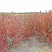 kizilnik-blestyashchij-cotoneaster-lucidis-osennyaya-okraska.jpg