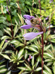 Хоста 'Черри Берри' (Hosta 'Cherry Berry')