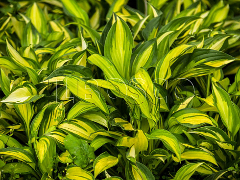 hosta-lehjksajd-littl-taft-hosta-lakeside-little-tuft-listya.jpg