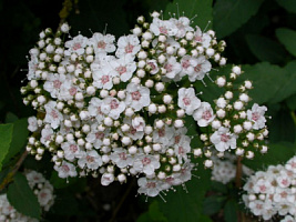 Спирея фрича (Spiraea fritschiana)