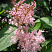 labaznik-purpurnyj-ehlegans-filipendula-purpurea-elegans-travyanistoe-nevysokoe-rastenie