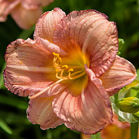Лилейник Эвери Дэйлили 'Роуз' (Hemerocallis EveryDaylily 'Rose')