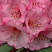 Рододендрон 'Wine and Roses' (Rhododendron Wine & Roses)